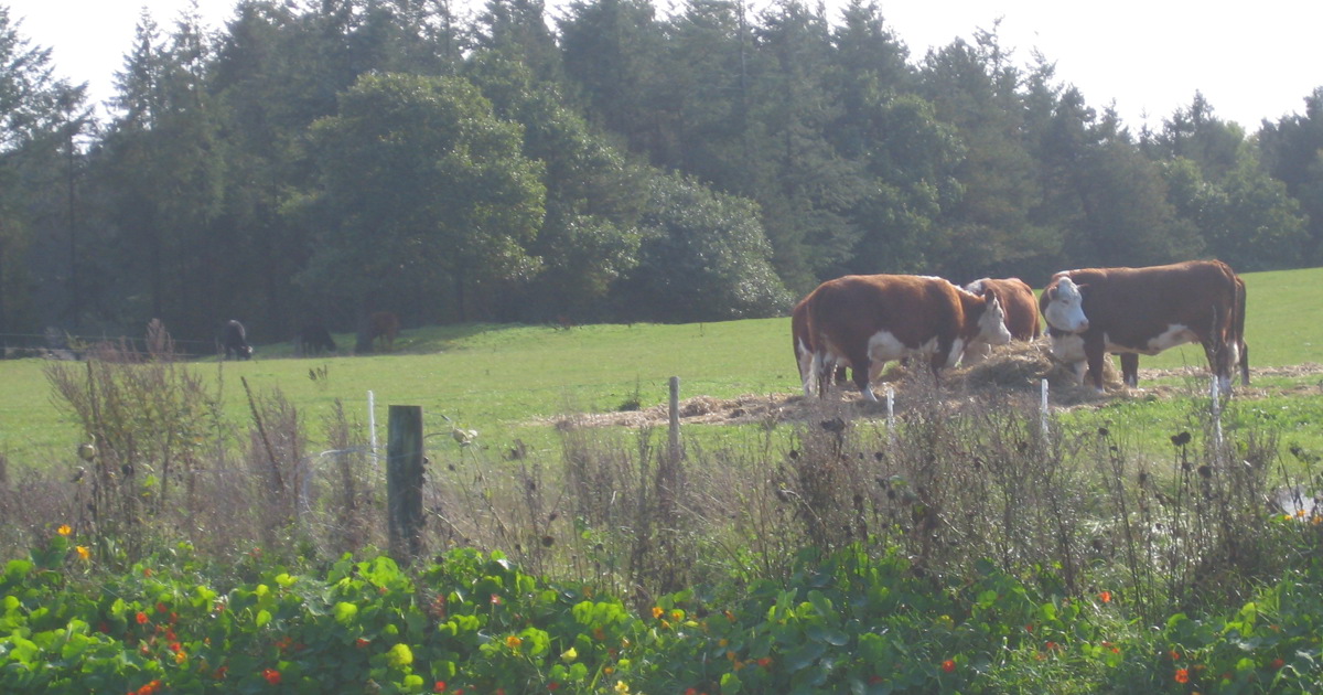 Hereford kød